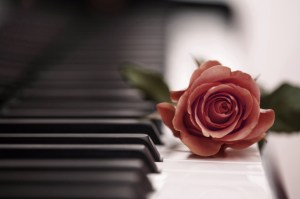 Beautiful-Rose-On-Piano-Keyboard-wide-i
